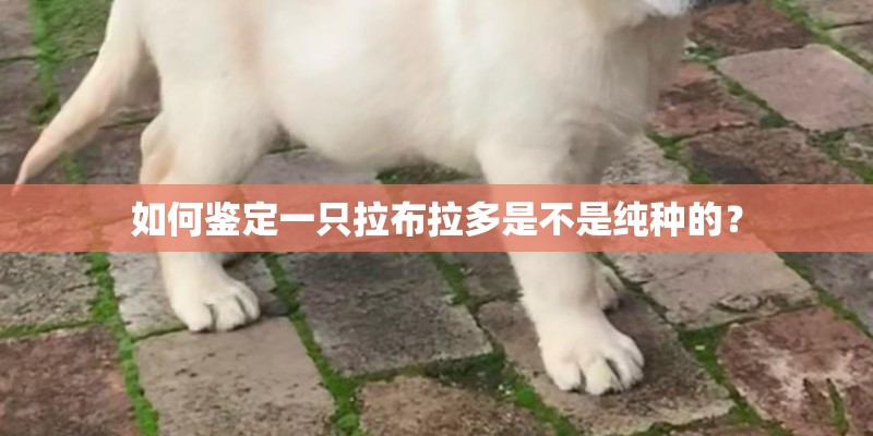 如何鉴定一只拉布拉多是不是纯种的？