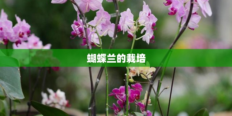 蝴蝶兰的栽培 蝴蝶兰的栽培