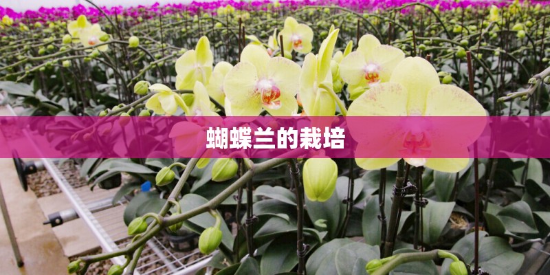 蝴蝶兰的栽培 蝴蝶兰的栽培