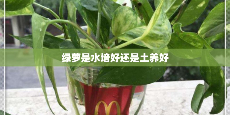 绿萝是水培好还是土养好 绿萝是水培好还是土养好