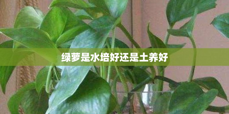 绿萝是水培好还是土养好 绿萝是水培好还是土养好