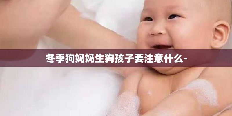 冬季狗妈妈生狗孩子要注意什么-