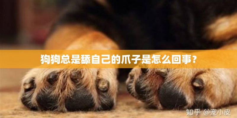 狗狗总是舔自己的爪子是怎么回事? 狗狗总是舔自己的爪子是怎么回事?