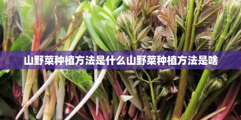 山野菜种植方法是什么山野菜种植方法是啥