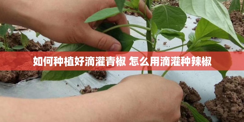 如何种植好滴灌青椒 怎么用滴灌种辣椒