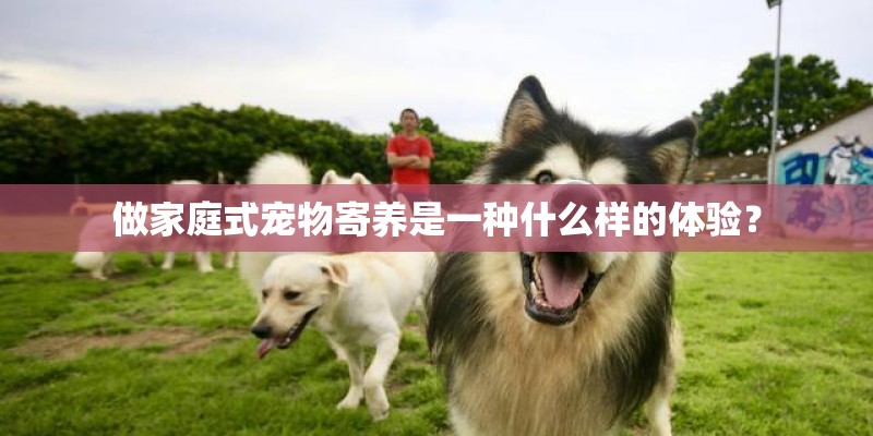 做家庭式宠物寄养是一种什么样的体验？