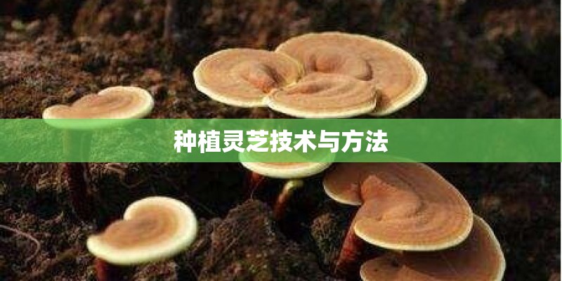 如何种植艾草
