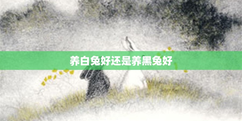 养白兔好还是养黑兔好 养白兔好还是养黑兔好