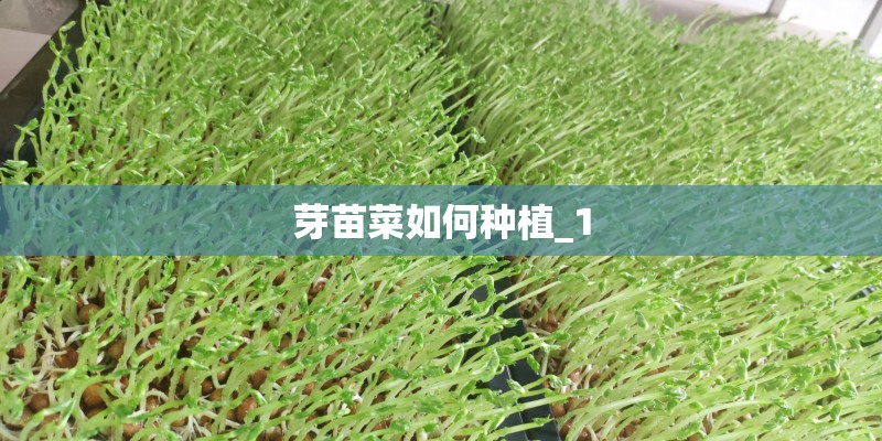 芽苗菜如何种植_1