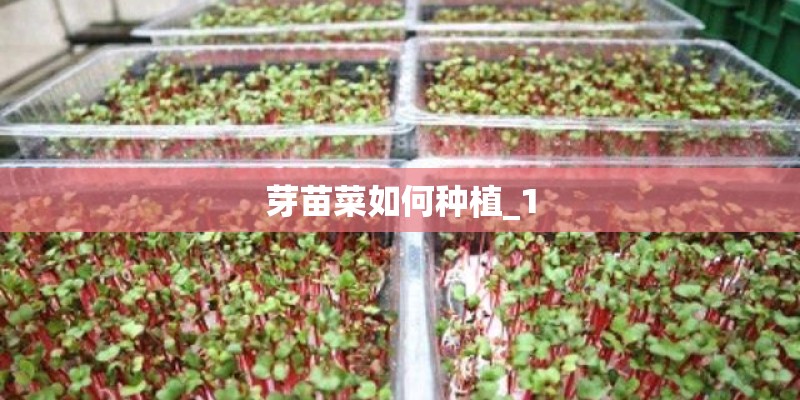 芽苗菜如何种植_1 芽苗菜如何种植_1