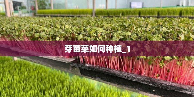 芽苗菜如何种植_1 芽苗菜如何种植_1