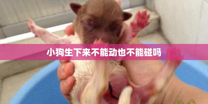 小狗生下来不能动也不能碰吗 小狗生下来不能动也不能碰吗