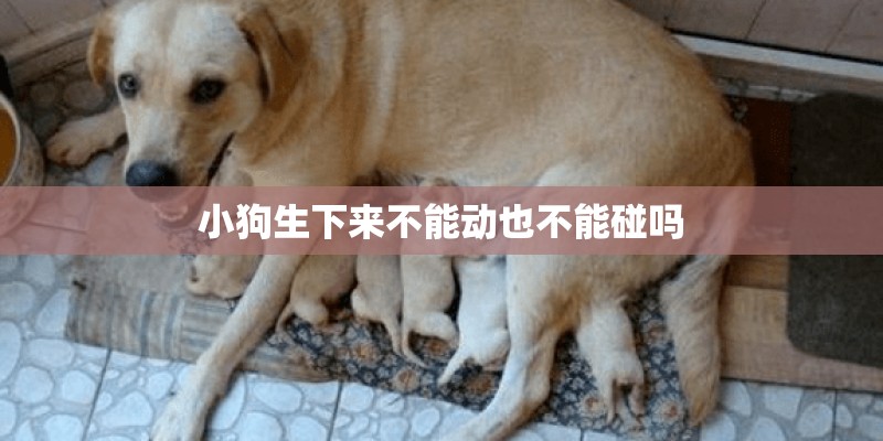 小狗生下来不能动也不能碰吗 小狗生下来不能动也不能碰吗