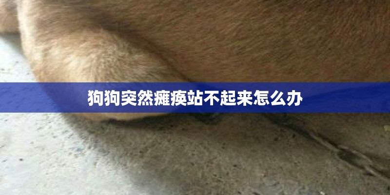狗狗突然瘫痪站不起来怎么办