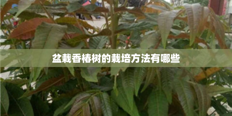 盆栽香椿树的栽培方法有哪些