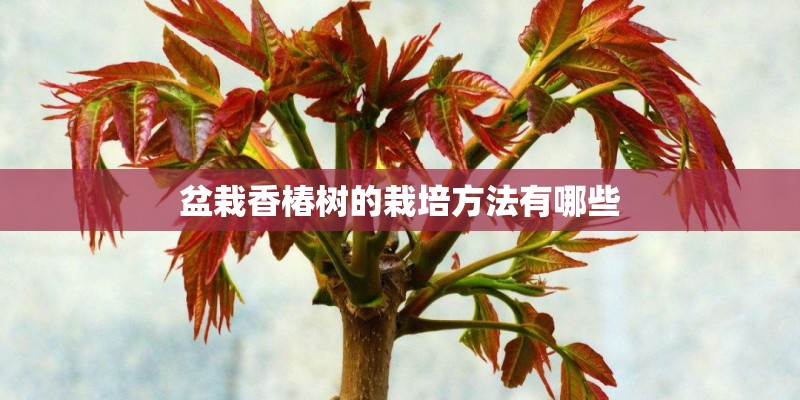 盆栽香椿树的栽培方法有哪些 盆栽香椿树的栽培方法有哪些