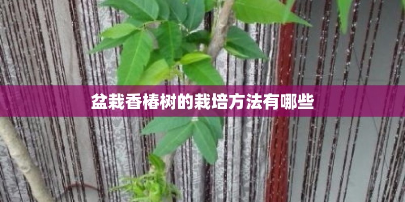 盆栽香椿树的栽培方法有哪些 盆栽香椿树的栽培方法有哪些