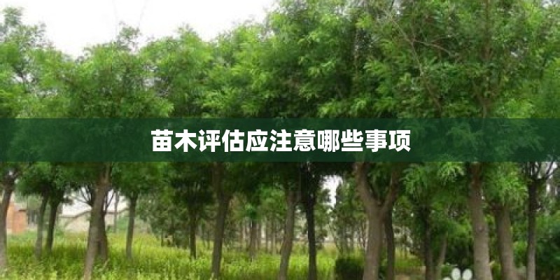 苗木评估应注意哪些事项 苗木评估应注意哪些事项