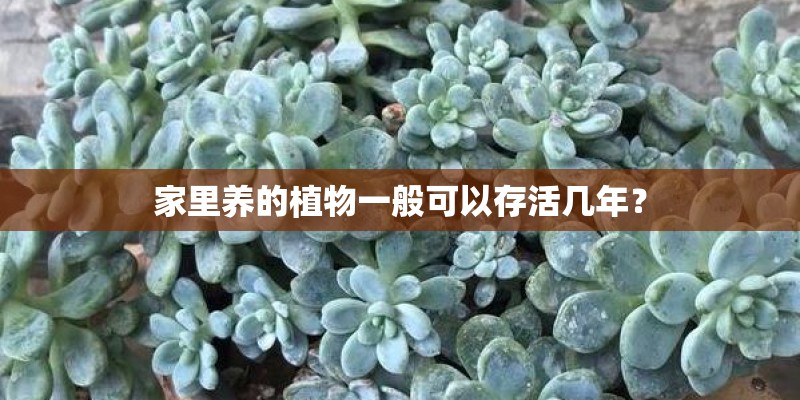 家里养的植物一般可以存活几年? 家里养的植物一般可以存活几年?