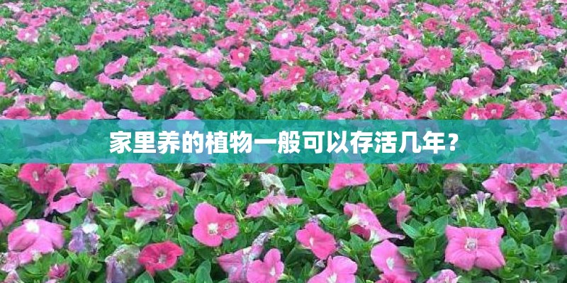 家里养的植物一般可以存活几年? 家里养的植物一般可以存活几年?