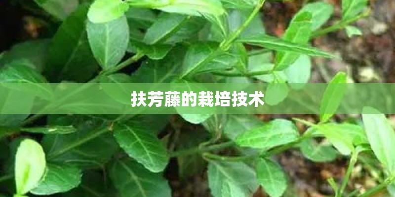 扶芳藤的栽培技术 扶芳藤的栽培技术