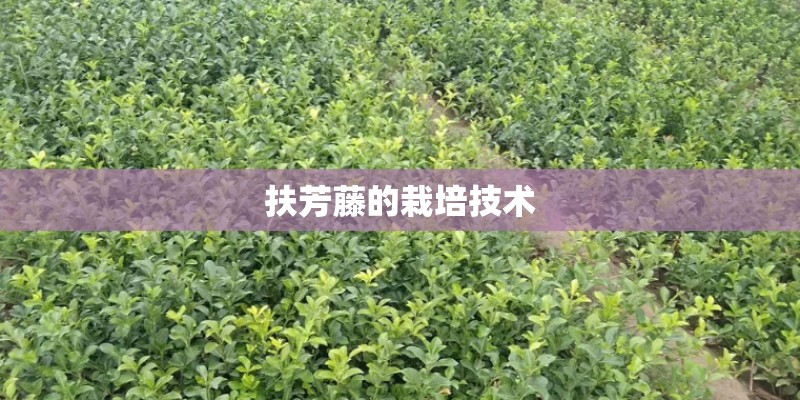 扶芳藤的栽培技术 扶芳藤的栽培技术