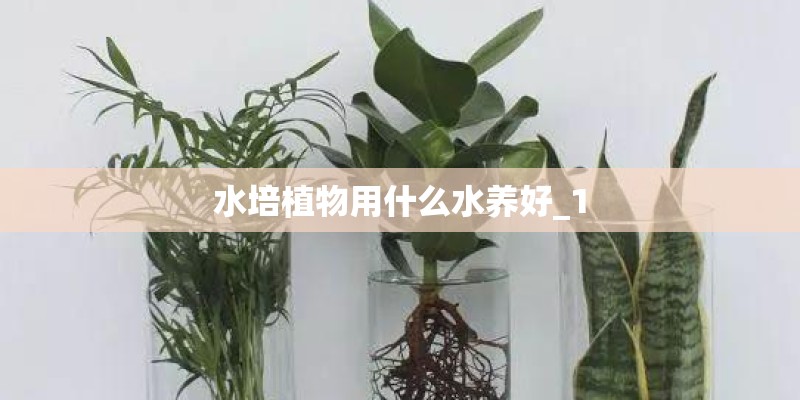 水培植物用什么水养好_1
