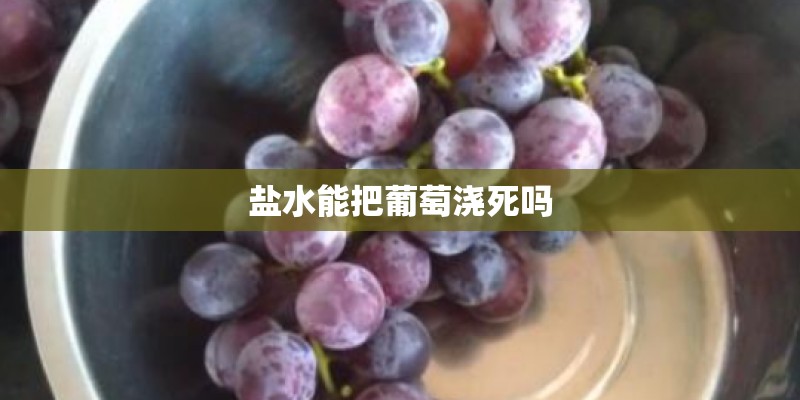 盐水能把葡萄浇死吗