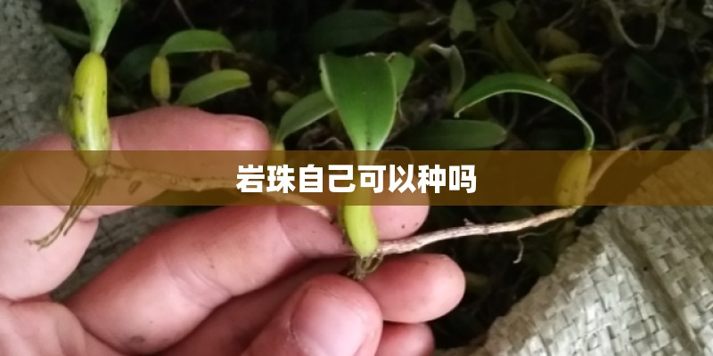 岩珠自己可以种吗 岩珠自己可以种吗