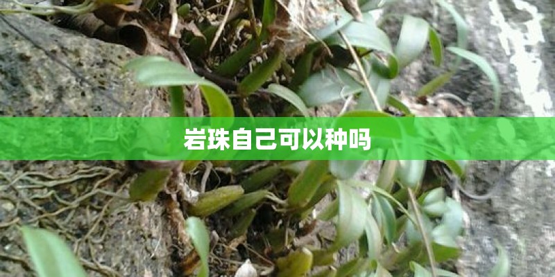 岩珠自己可以种吗 岩珠自己可以种吗