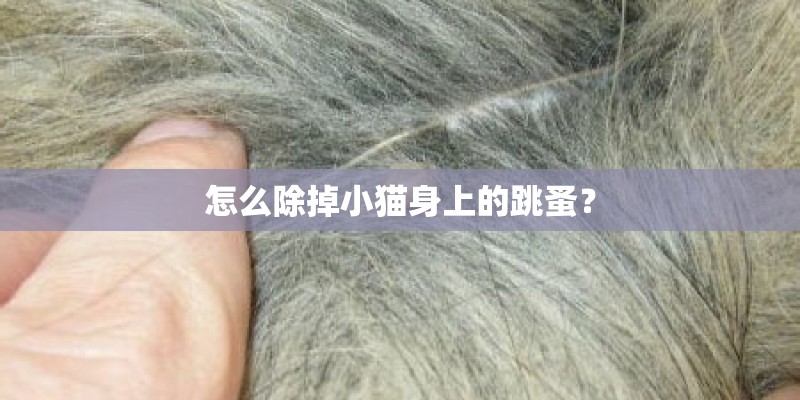 怎么除掉小猫身上的跳蚤? 怎么除掉小猫身上的跳蚤?