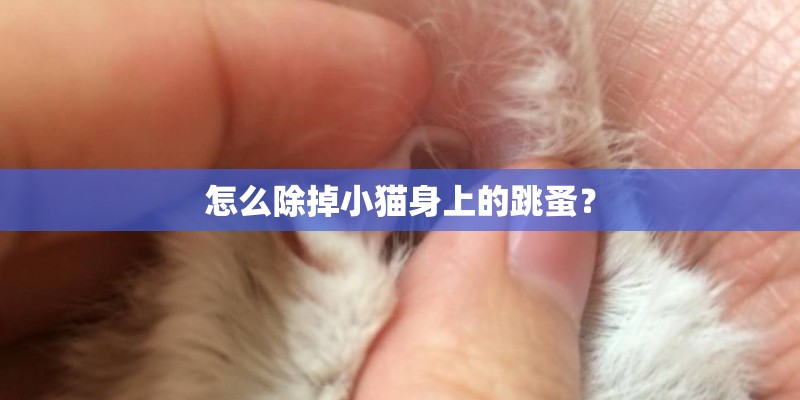 怎么除掉小猫身上的跳蚤? 怎么除掉小猫身上的跳蚤?