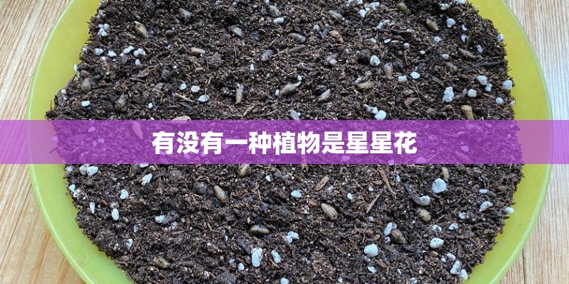 有没有一种植物是星星花