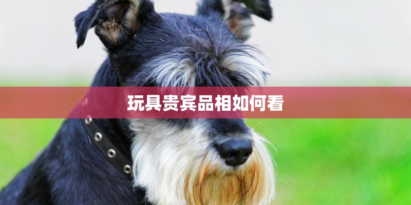 玩具贵宾品相如何看