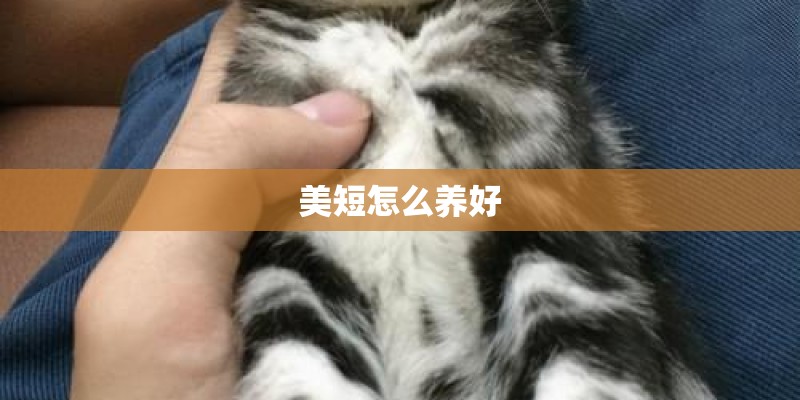 美短怎么养好 美短怎么养好