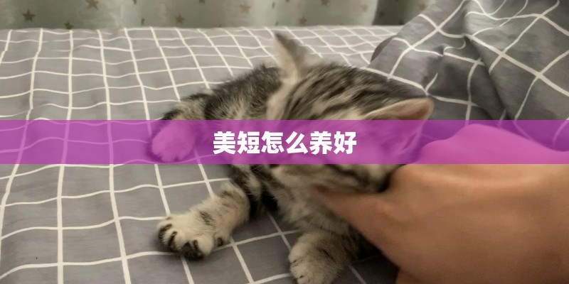 美短怎么养好 美短怎么养好