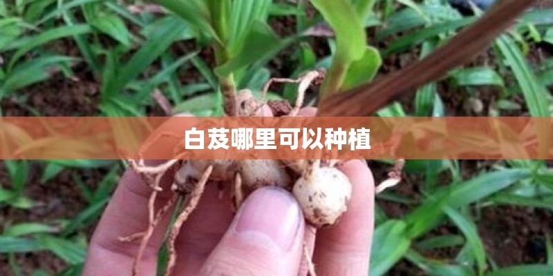 白芨哪里可以种植 白芨哪里可以种植