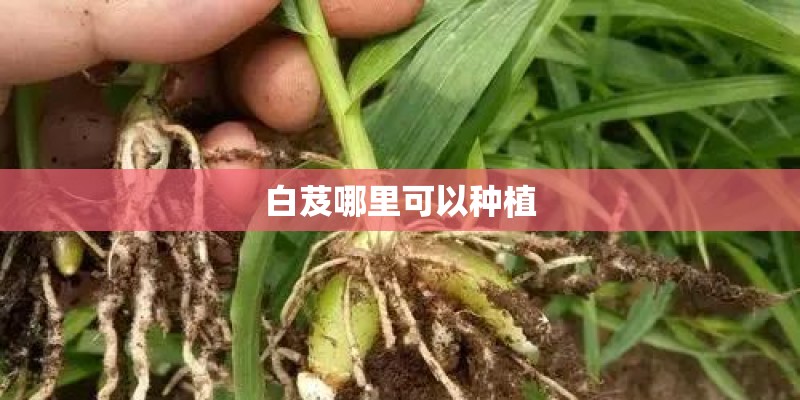 白芨哪里可以种植 白芨哪里可以种植