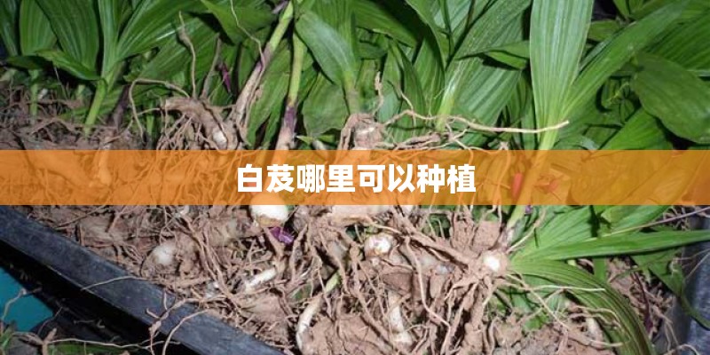 白芨哪里可以种植 白芨哪里可以种植
