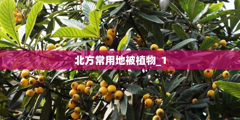 北方常用地被植物_1
