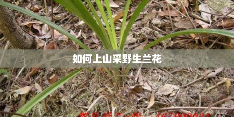 如何上山采野生兰花