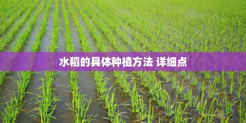 水稻的具体种植方法 详细点