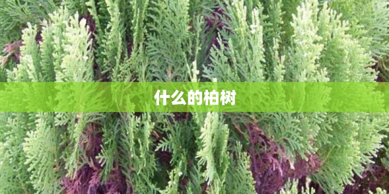 什么的柏树