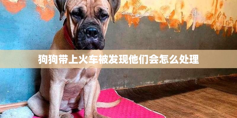 狗狗带上火车被发现他们会怎么处理