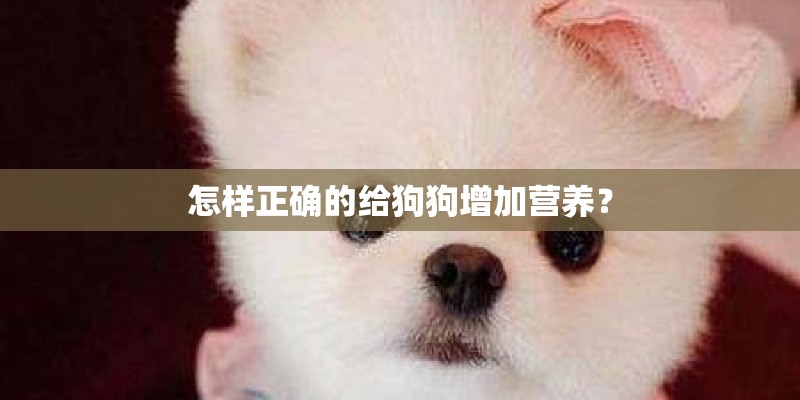 怎样正确的给狗狗增加营养？