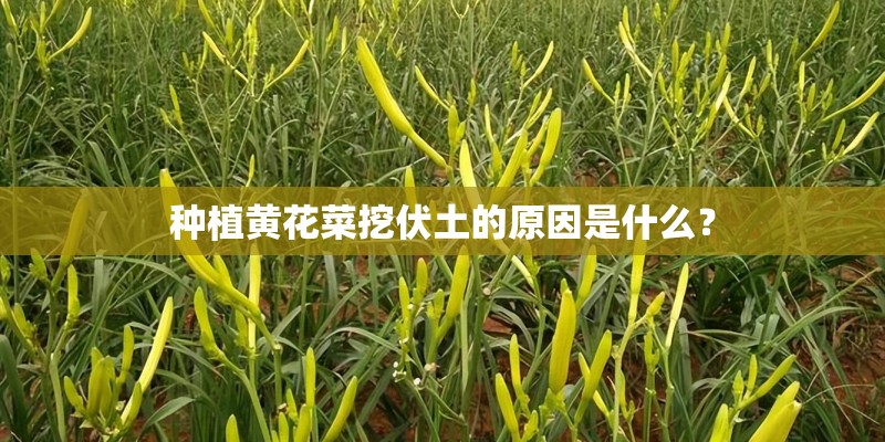 种植黄花菜挖伏土的原因是什么？