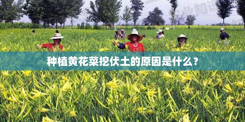 种植黄花菜挖伏土的原因是什么？