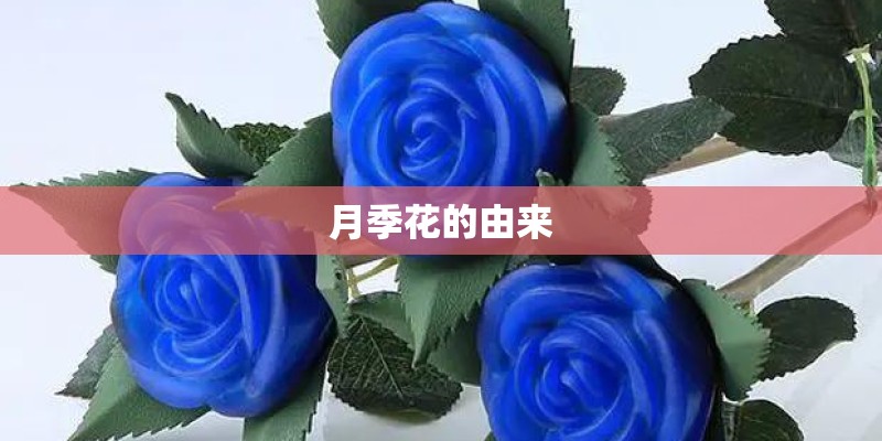 月季花的由来