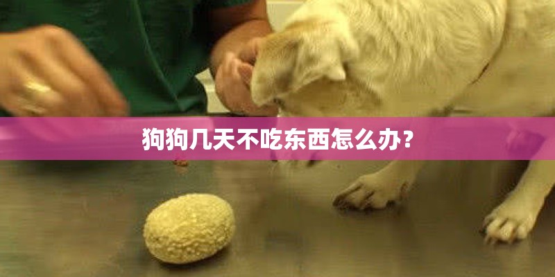 桫椤为什么被列为国家一类重点保护植物？