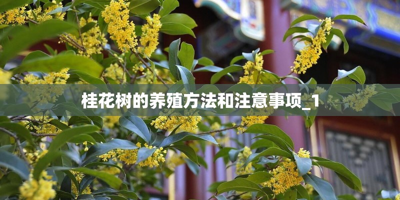 桂花树的养殖方法和注意事项_1 桂花树的养殖方法和注意事项_1